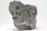 Ammonite (Promicroceras) Cluster - Marston Magna, England #207737-3